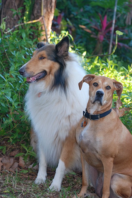 Wolfie and Lyra