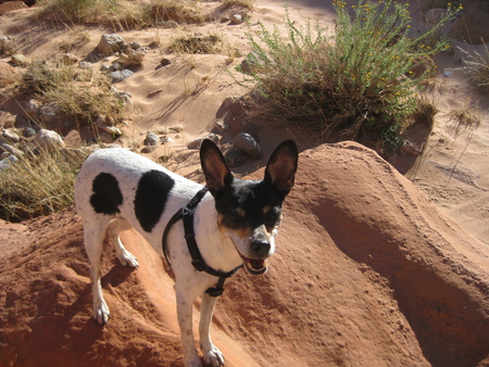 Pandi