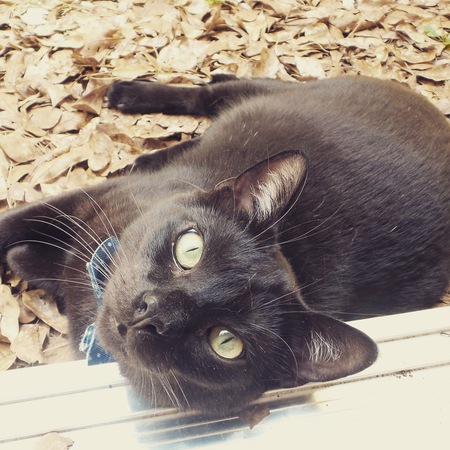 Salem 