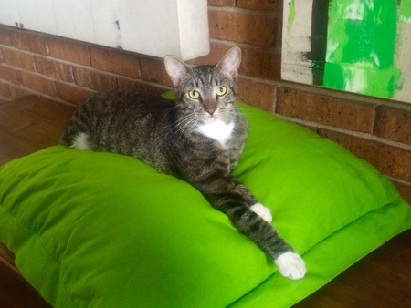 Enzio