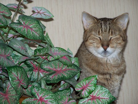 Montana the "Mountain Lion"