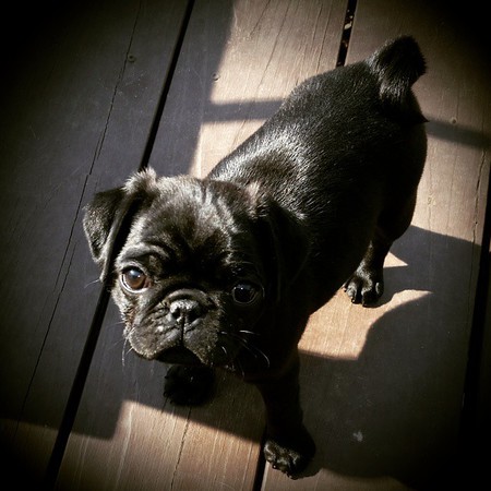 Lola