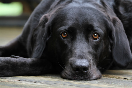 Murphy