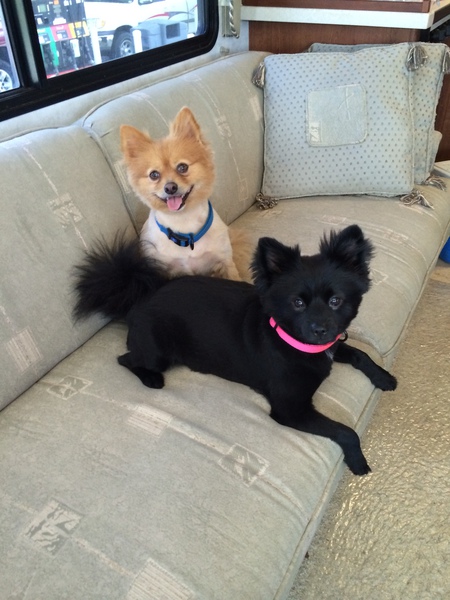 Sugarbear and Leo