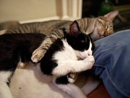 Mochi & Hemi A loving hug for a FIP Warrior