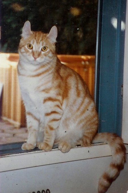 Pogo. 6 mos. old in 1984.  Grandson of Shulamith, foundation cat of the American Curl breed.