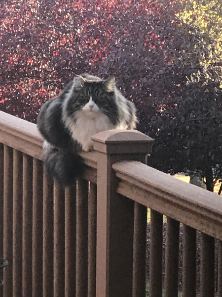 Lucy our barn cat, adopted from Field Haven