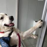 Entry image for Jake