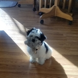 Entry image for Gizmo
