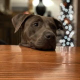 Entry image for Arya