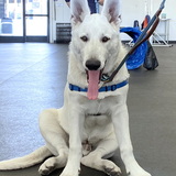 Entry image for Chesty