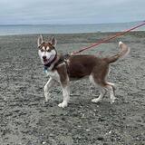 Entry image for Loki
