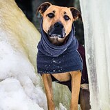 Entry image for Bailey