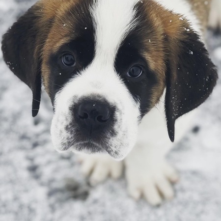 Entry image for Milo. Clicking this image will show a larger photo