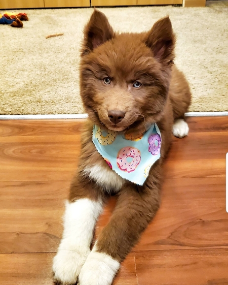 Entry image for MOCHA. Clicking this image will show a larger photo