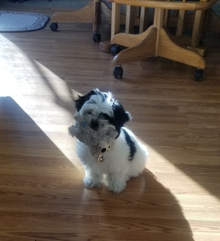 Entry image for Gizmo. Clicking this image will show a larger photo