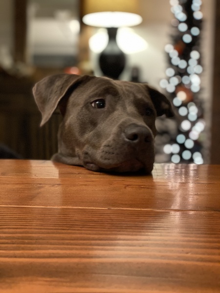 Entry image for Arya. Clicking this image will show a larger photo