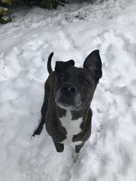Entry image for Mocha. Clicking this image will show a larger photo
