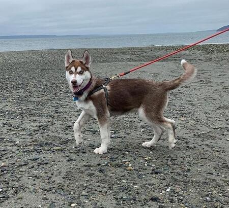 Entry image for Loki. Clicking this image will show a larger photo