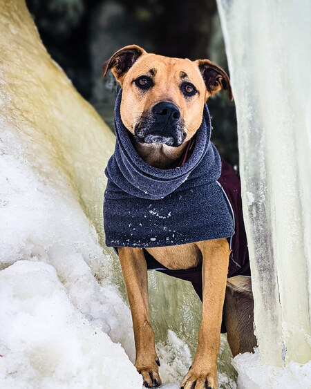 Entry image for Bailey. Clicking this image will show a larger photo