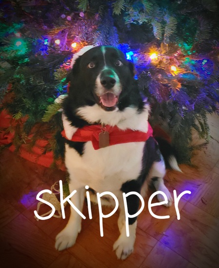 Skipper