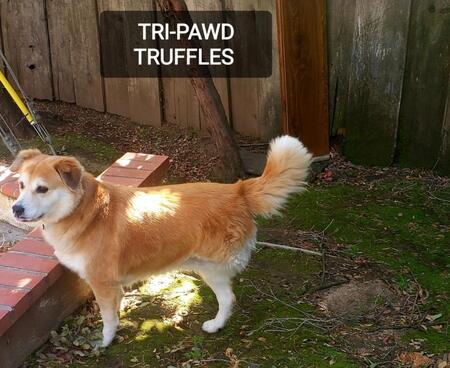 TRI-PAWD TRUFFLES