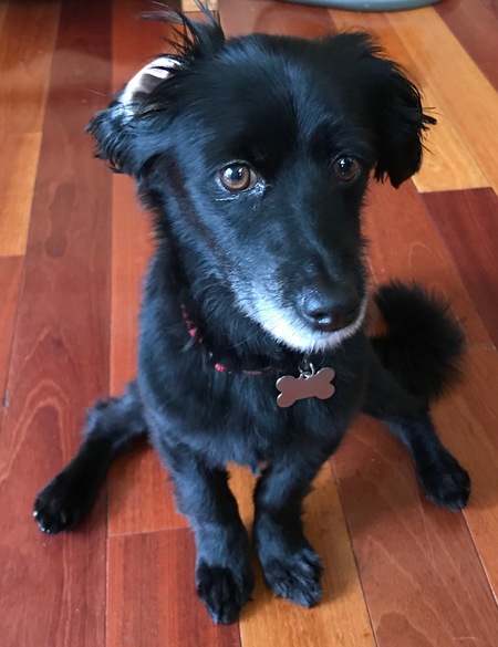 Riley the Eternal Puppy