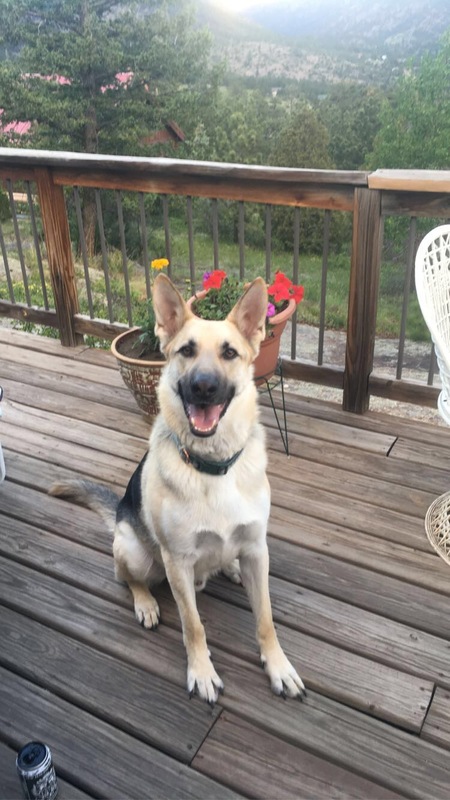 Scout 