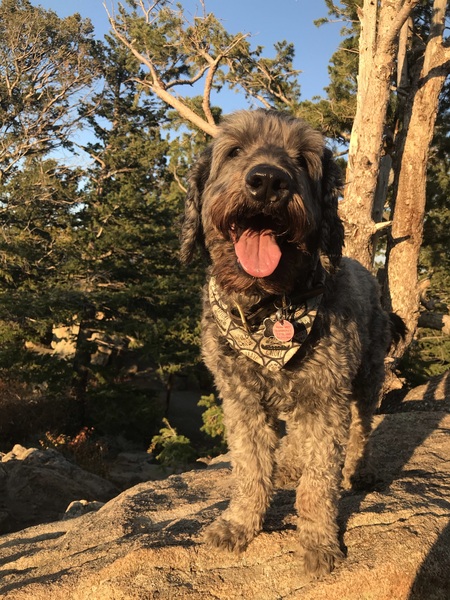 Bear 