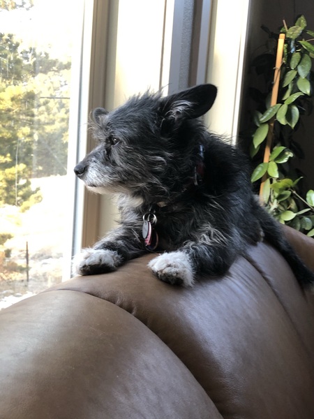 Ziggy