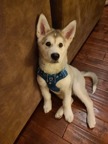Toki
