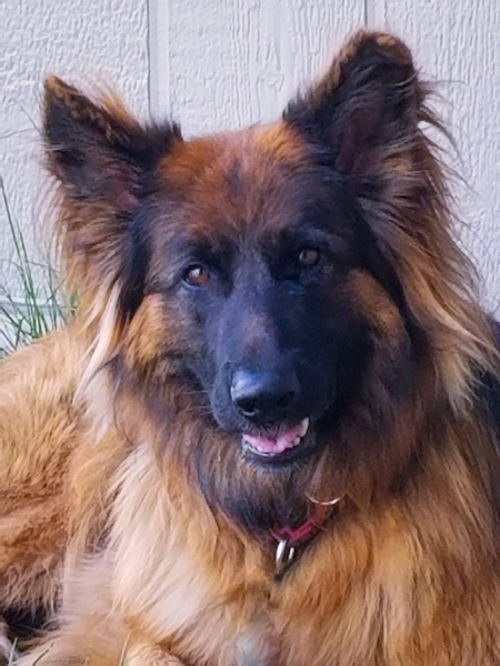 Zeke