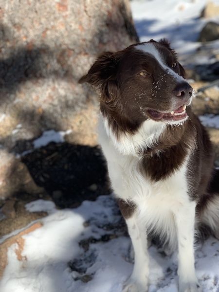 Cowboy the Colorado Collie
