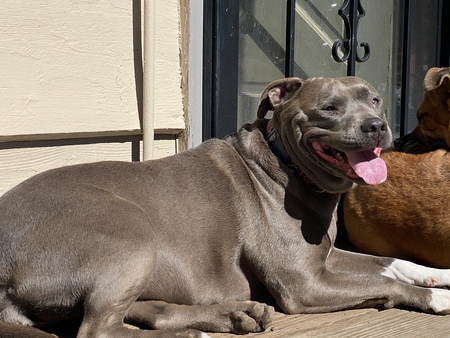 Athena, Doggess of Estes Park