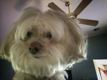 Annabelle 