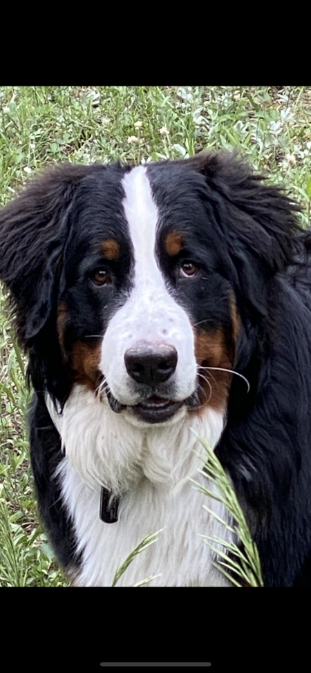 Griz 