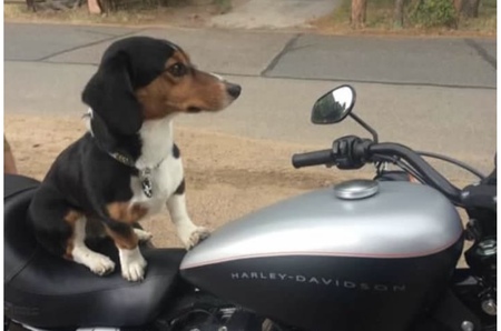 Harley the Dog 
