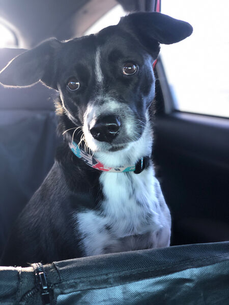 Ellie