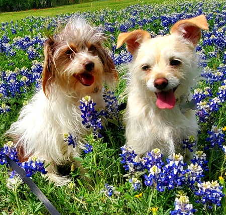 Harlow and Piper