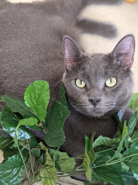 Franklin Delano Catsavelt