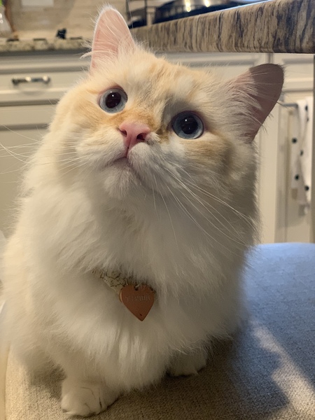 Tyrion