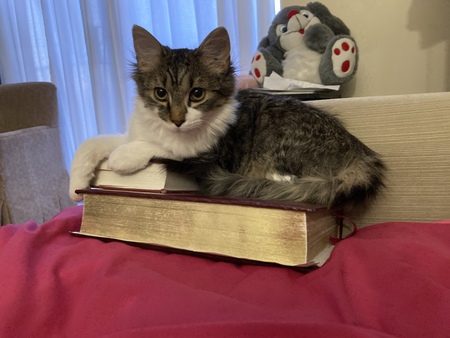 Ella ( Cinderella)