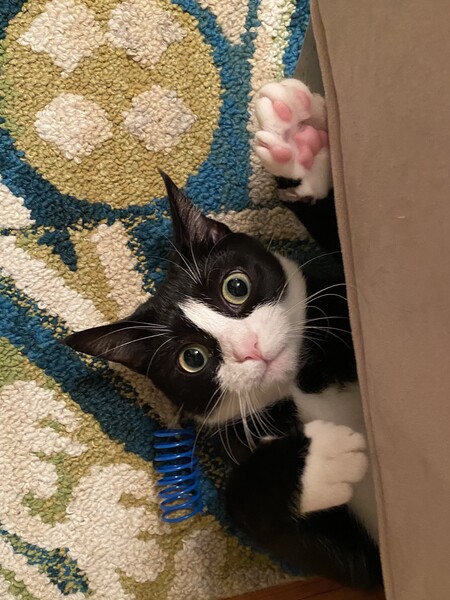 Bandit