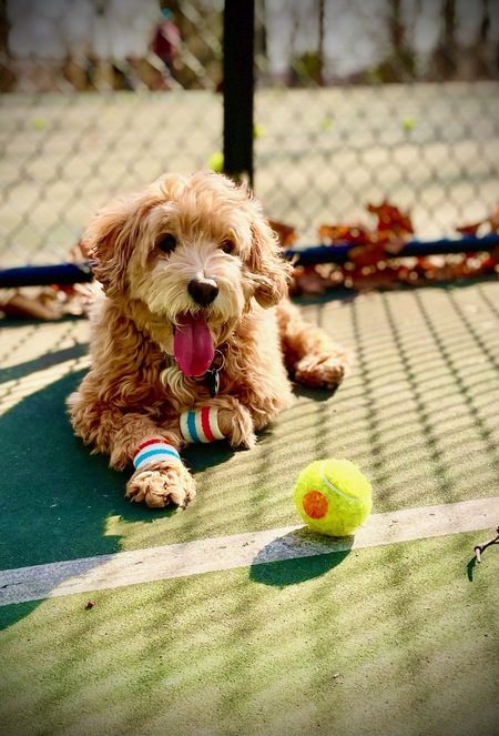 Benji