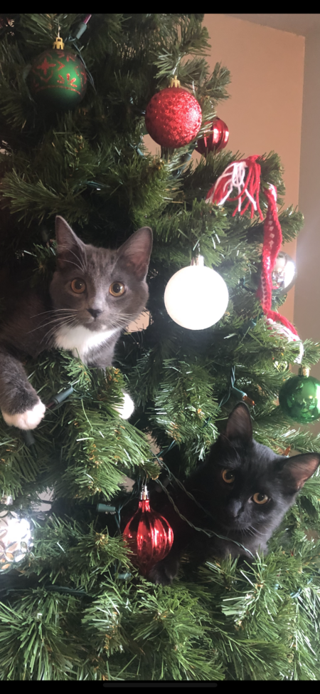 Ivy & Maverick
