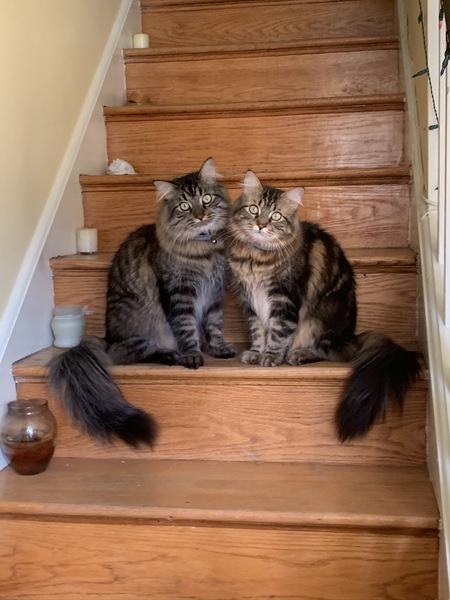 Chewy and Angus