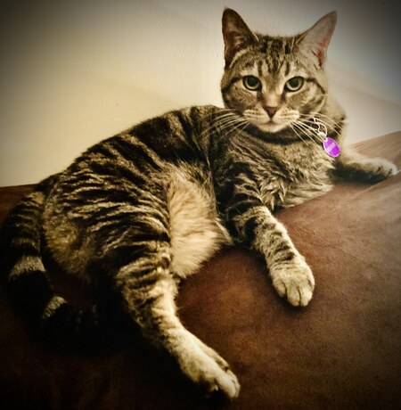 Biscuit 