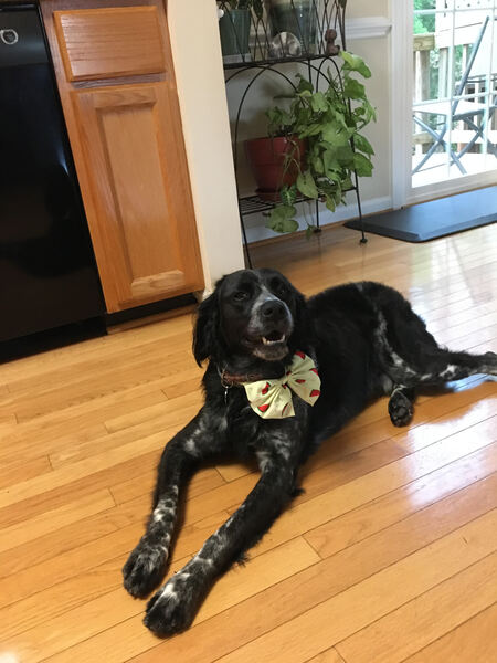 Chico