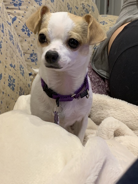 Princess Leia