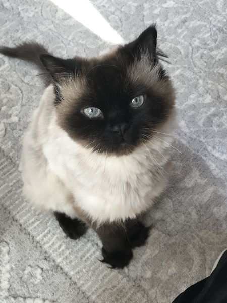 Beau
